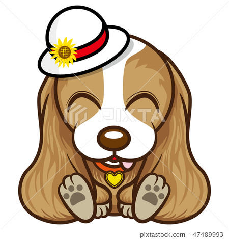 American Cocker Spaniel American Cocker Spaniel 47489993
