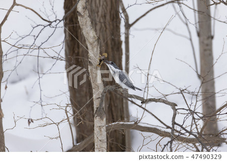 冠魚狗 冠魚狗 47490329