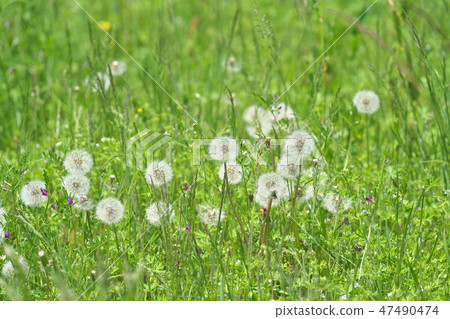 Moe Lake Biwa Moe Lake Biwa 47490474