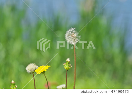 Moe Lake Biwa Moe Lake Biwa 47490475