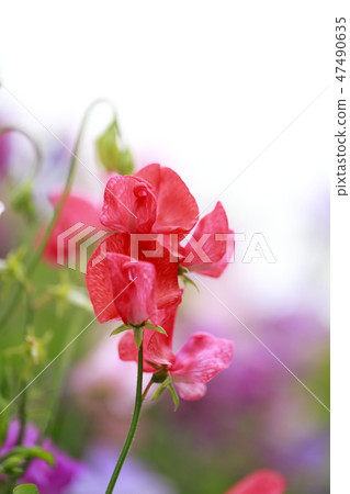 五顏六色的甜豌豆 五顏六色的甜豌豆 47490635