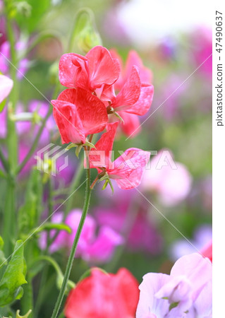 五顏六色的甜豌豆 五顏六色的甜豌豆 47490637