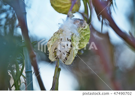 Fruit and fruit fruit and seeds Fruit and fruit fruit and seeds 47490702