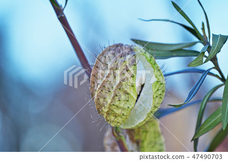 Fruit and fruit fruit and seeds Fruit and fruit fruit and seeds 47490703
