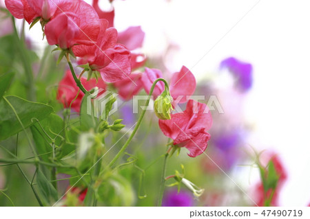 五顏六色的甜豌豆 五顏六色的甜豌豆 47490719