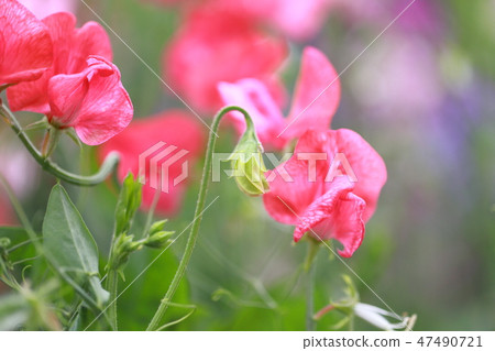 Colorful sweet pea Colorful sweet pea 47490721