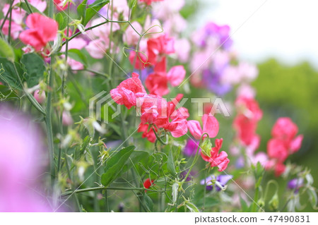 Colorful sweet pea Colorful sweet pea 47490831