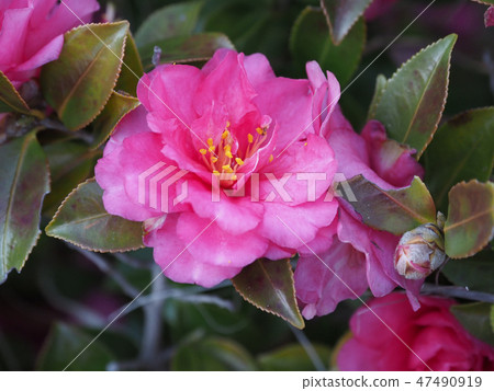 Beautiful Sasanqua (Sayaka) Nature Texture 47490919