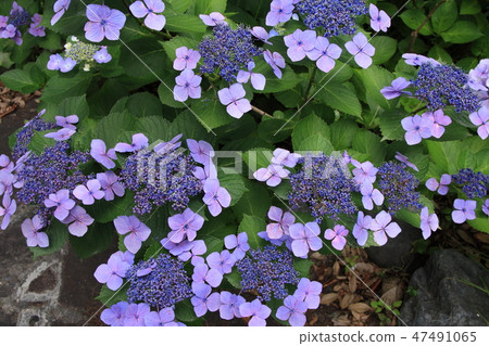 hydrangea   hydrangea   47491065