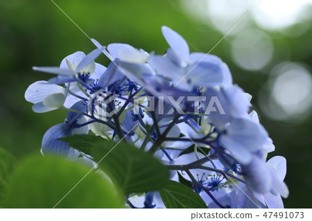 繡球 繡球 47491073