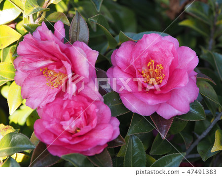 Beautiful Sasanqua (Sayaka) Nature Texture Beautiful Sasanqua (Sayaka) Nature Texture 47491383