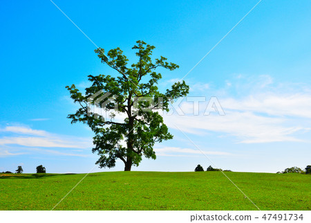 Prairie of the grassland Prairie of the grassland 47491734