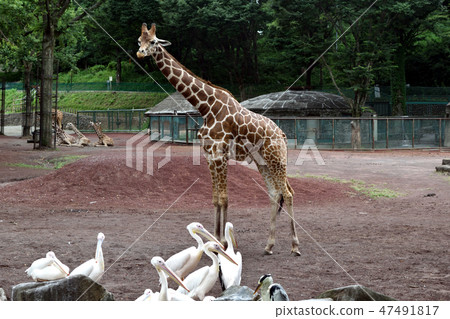 Tama Animal Park Coexisting Pelicans and Giraffes Tama Animal Park Coexisting Pelicans and Giraffes 47491817