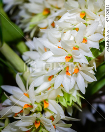 White wild orchid in forest, rare orchid White wild orchid in forest, rare orchid 47492652