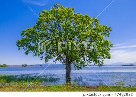 Tree in the pond 47492988