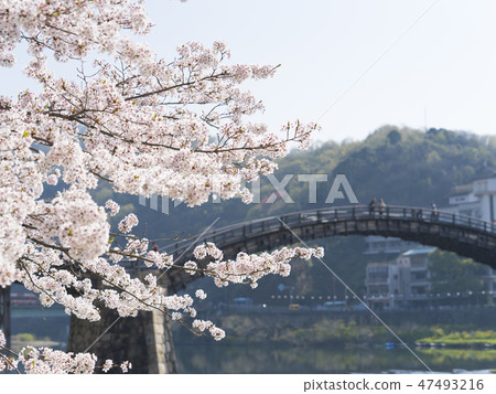 山口Kintai橋的櫻花 山口Kintai橋的櫻花 47493216