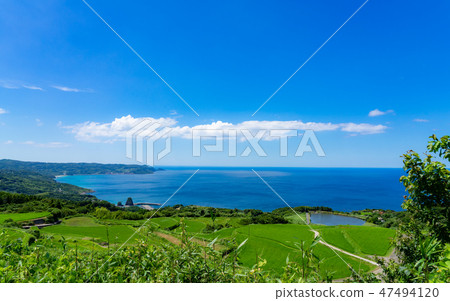 Toho-hata rice paddy and the Japan Sea 47494120