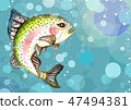 虹鱒魚在水中 47494381