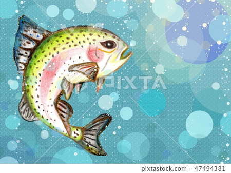 Rainbow trout in the water 47494381