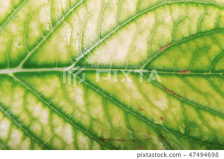 Green Foliage Texture 47494698