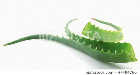 Aloe Vera On White Background Aloe Vera On White Background 47494760