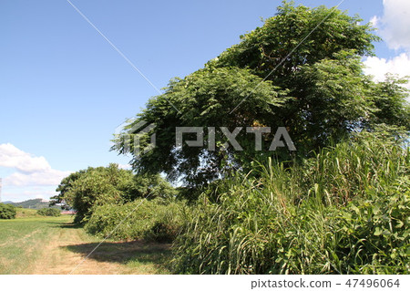 Asakura city (before flooding) Asakura city (before flooding) 47496064