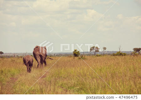 African elephant 47496475