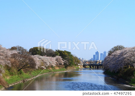 Cherry blossoms around Gojo River 47497291