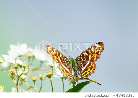 Sakahabuchi chochus (spring type) 47498383