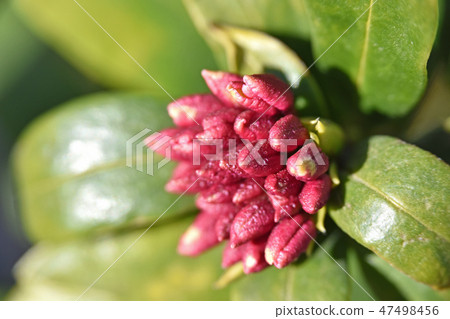 Bud of the sink flower 47498456