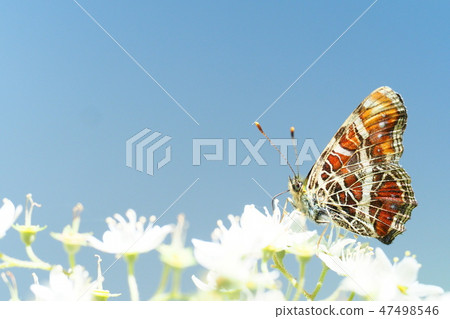 Sakahabuchi chochus (spring type) 47498546