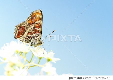 Sakahabuchi chochus (spring type) Sakahabuchi chochus (spring type) 47498758