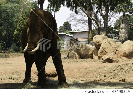 Dusty African Bush Elephant In Park Dusty African Bush Elephant In Park 47498809