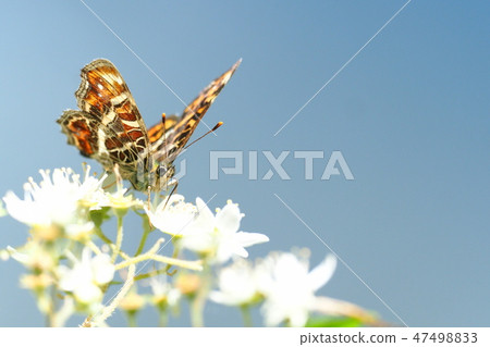 Sakahabuchi chochus (spring type) Sakahabuchi chochus (spring type) 47498833