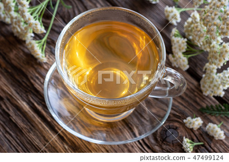 A cup of yarrow tea with fresh yarrow flowers 47499124