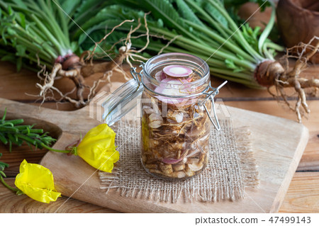 Preparation of tincture from evening primrose root Preparation of tincture from evening primrose root 47499143