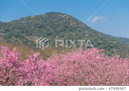 寒櫻櫻花複製空間Yomei山平等住宅 寒櫻櫻花複製空間Yomei山平等住宅 47499367
