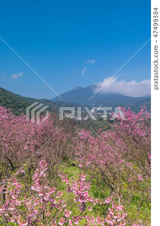 寒櫻櫻花複製空間Yomei山平等住宅 47499384