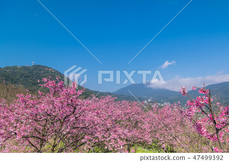 寒櫻櫻花複製空間Yomei山平等住宅 寒櫻櫻花複製空間Yomei山平等住宅 47499392