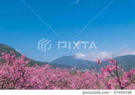 寒櫻櫻花複製空間Yomei山平等住宅 寒櫻櫻花複製空間Yomei山平等住宅 47499396
