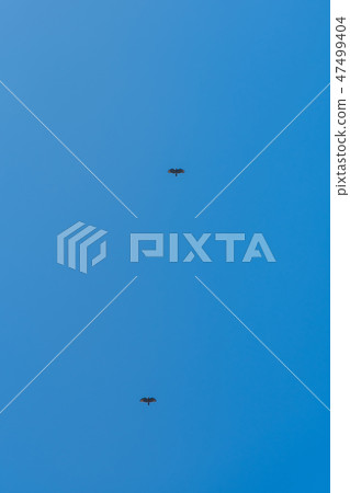 老鷹飛行在藍天 47499404