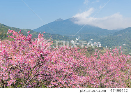 Cold Sakura Sakura Copy Space Yomei Mountain Equal Residence 47499422