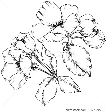 Vector Apple Blossom Floral Botanical Flower Stock Illustration