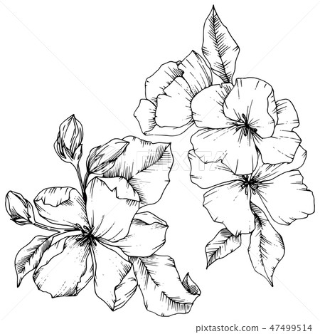 Vector Apple blossom floral botanical flower. Black and white engraved ink art. Isolated flowers Vector Apple blossom floral botanical flower. Black and white engraved ink art. Isolated flowers 47499514