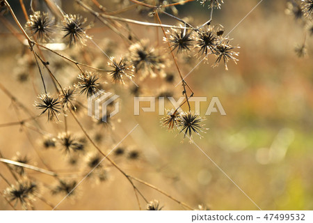 Seeds of American Springer 47499532