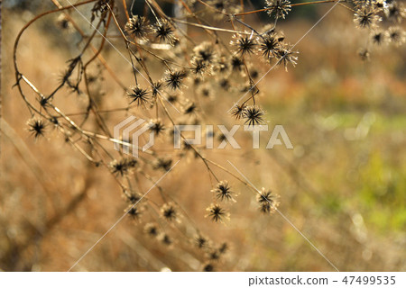 Seeds of American Springer Seeds of American Springer 47499535