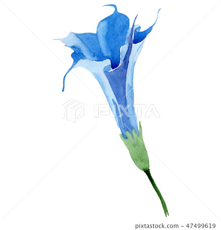 Blue brugmansia floral botanical flower. Watercolor background set. Isolated brugmansia illustration Blue brugmansia floral botanical flower. Watercolor background set. Isolated brugmansia illustration 47499619