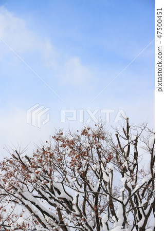 A tree with snow. 47500451