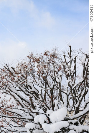 A tree with snow. 47500453