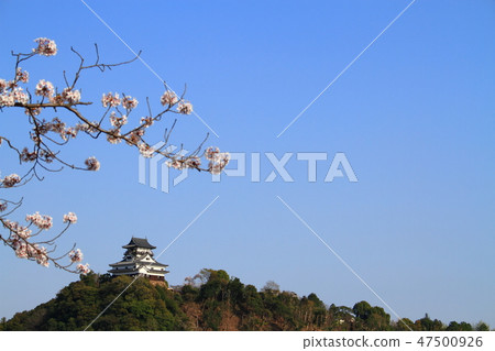 Inuyama city in Inuyama Inuyama Castle and Sakura 47500926